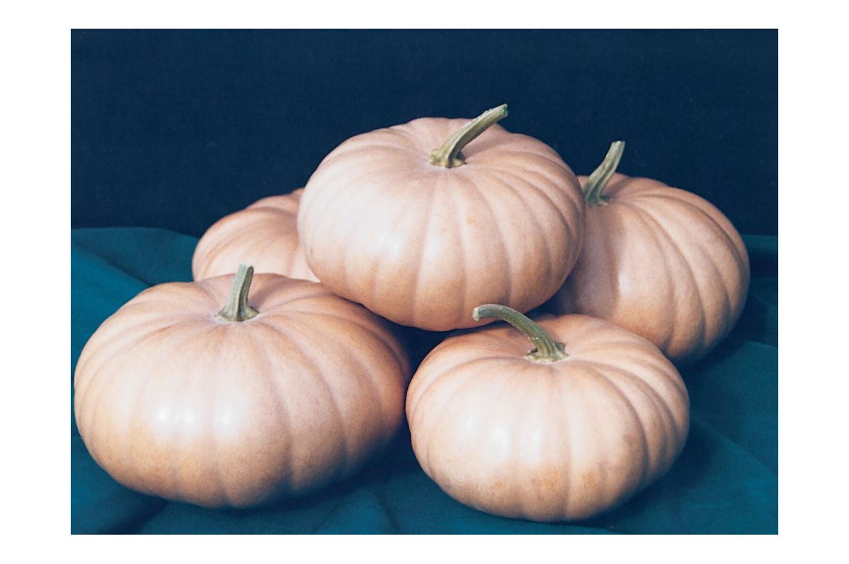 Long Island Cheese – Pumpkin Seed